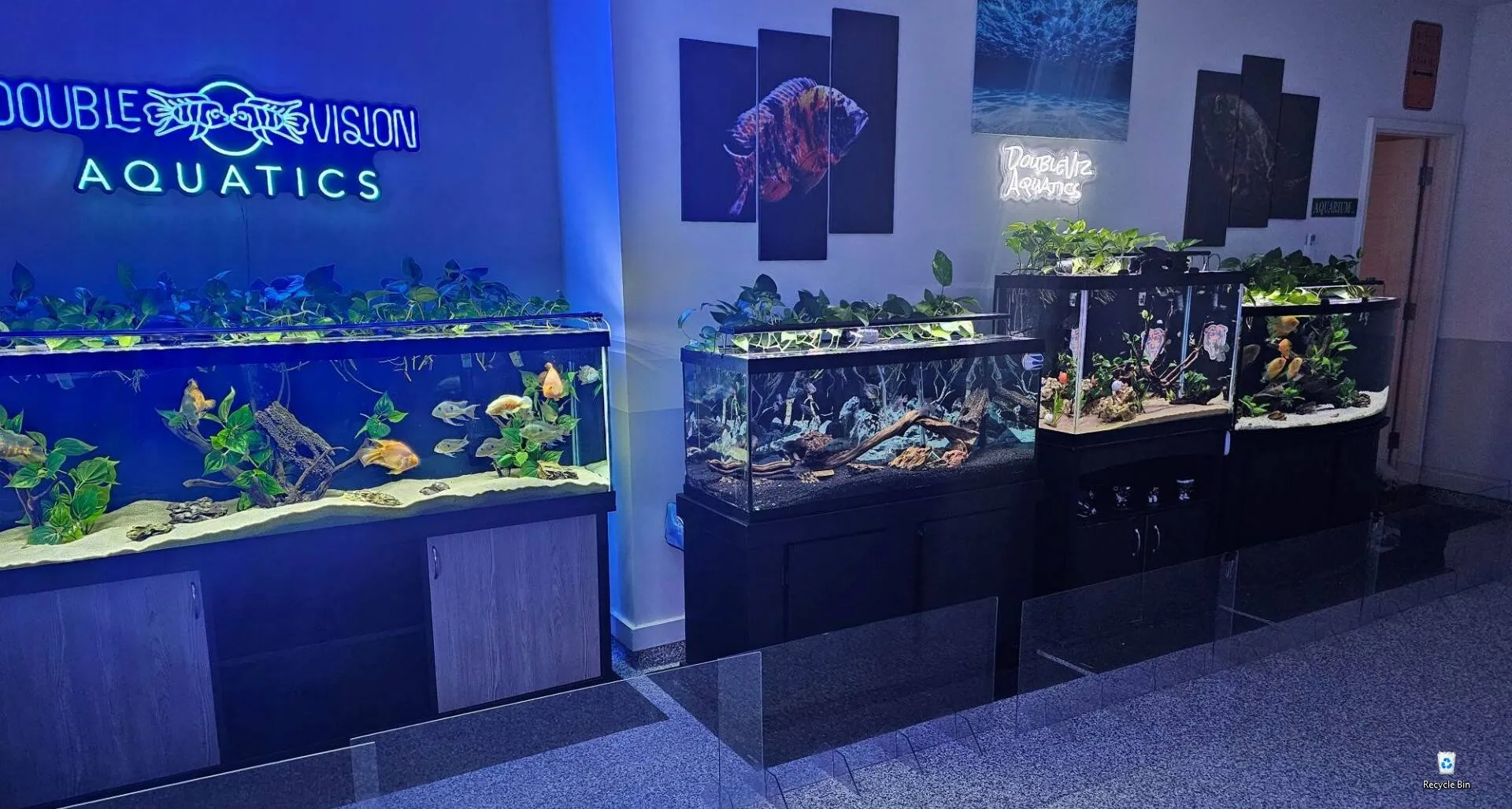 The Double Vision Aquatics showroom — a wall of custom display tanks under the neon sign