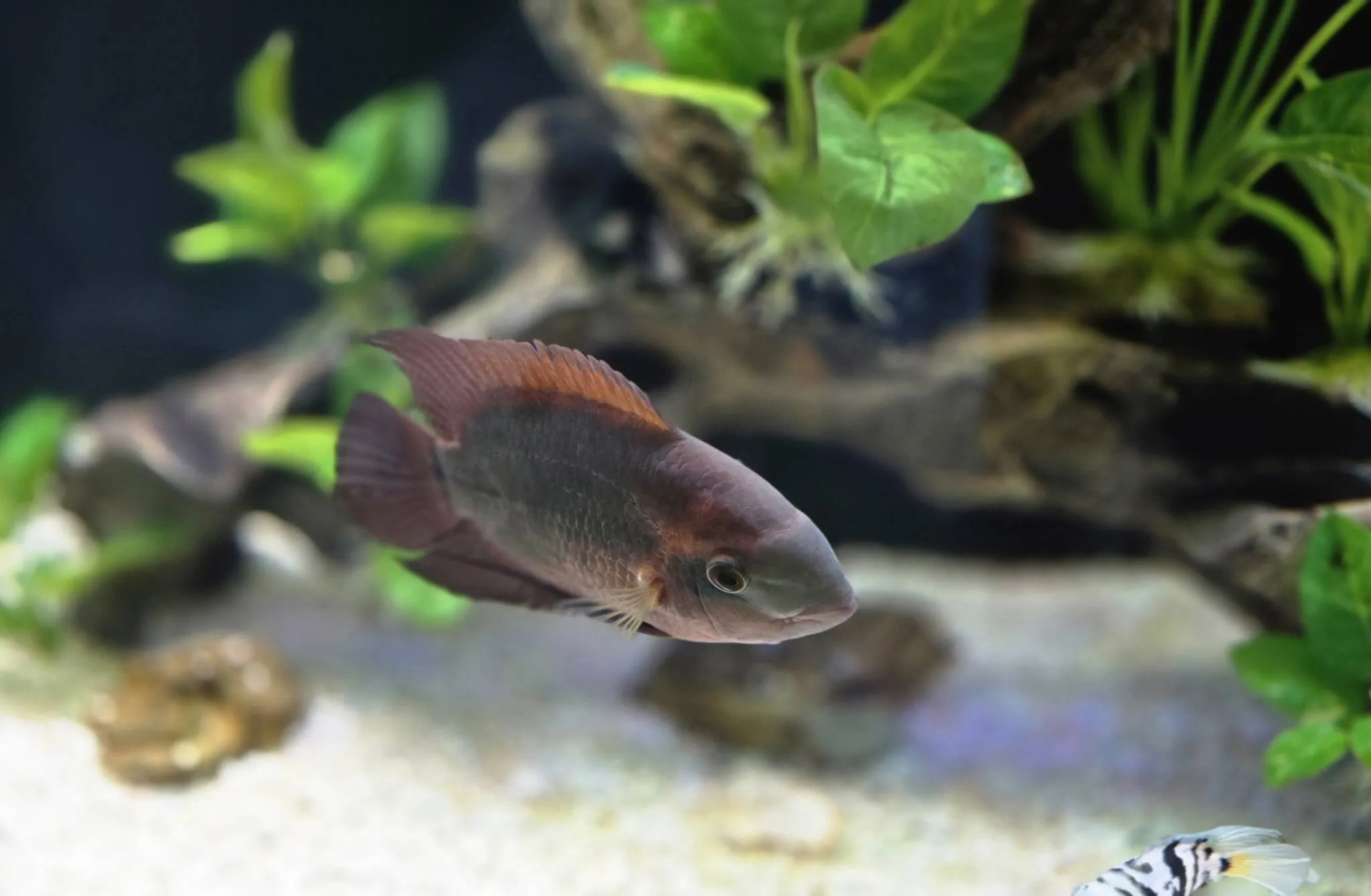 Healthy cichlid in a planted display tank cared for by Double Vision Aquatics
