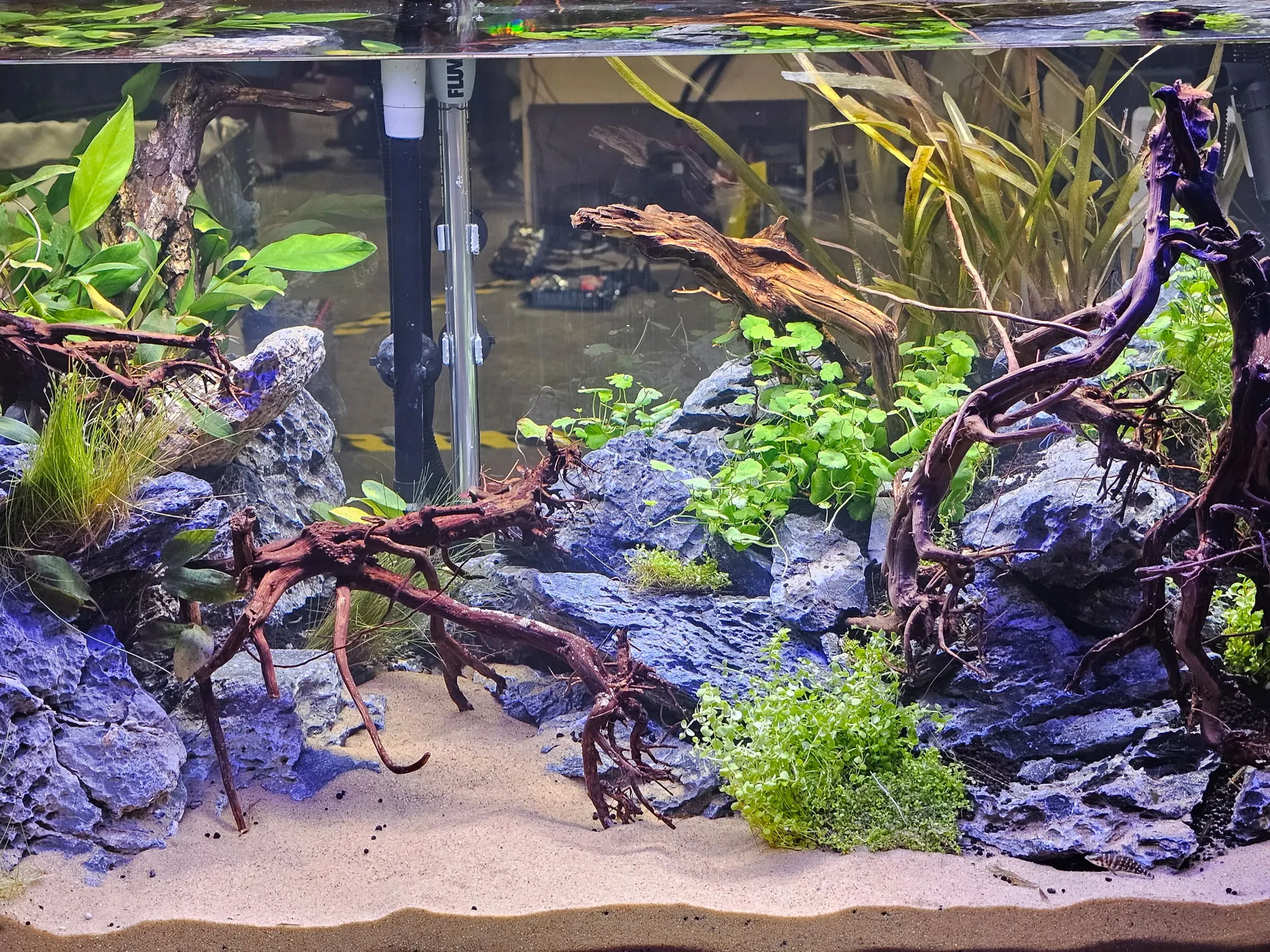 Planted aquascape by Double Vision Aquatics — layered gray stone, branching driftwood, and live plants over a white sand foreground