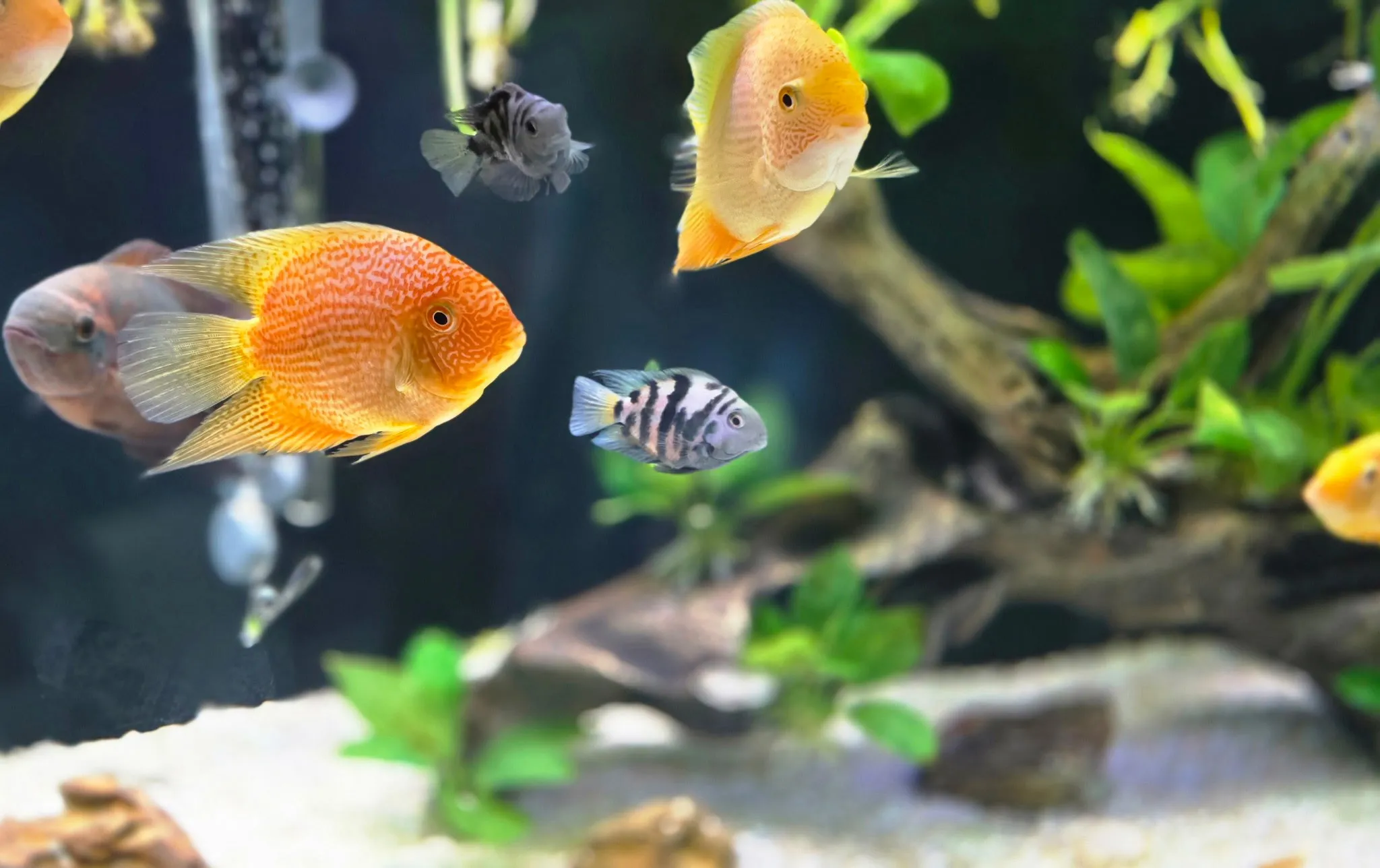 Orange and gold severums with convict cichlids in a clean, planted display tank maintained by Double Vision Aquatics
