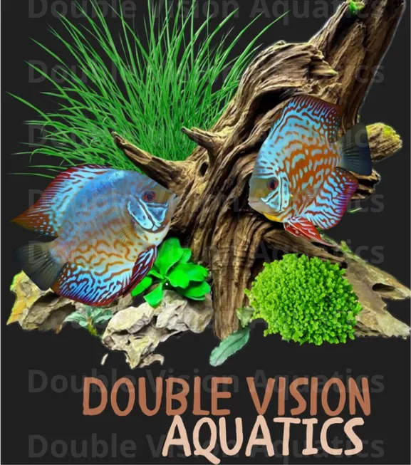 Driftwood design — two discus fish among driftwood, grasses, and green aquarium plants