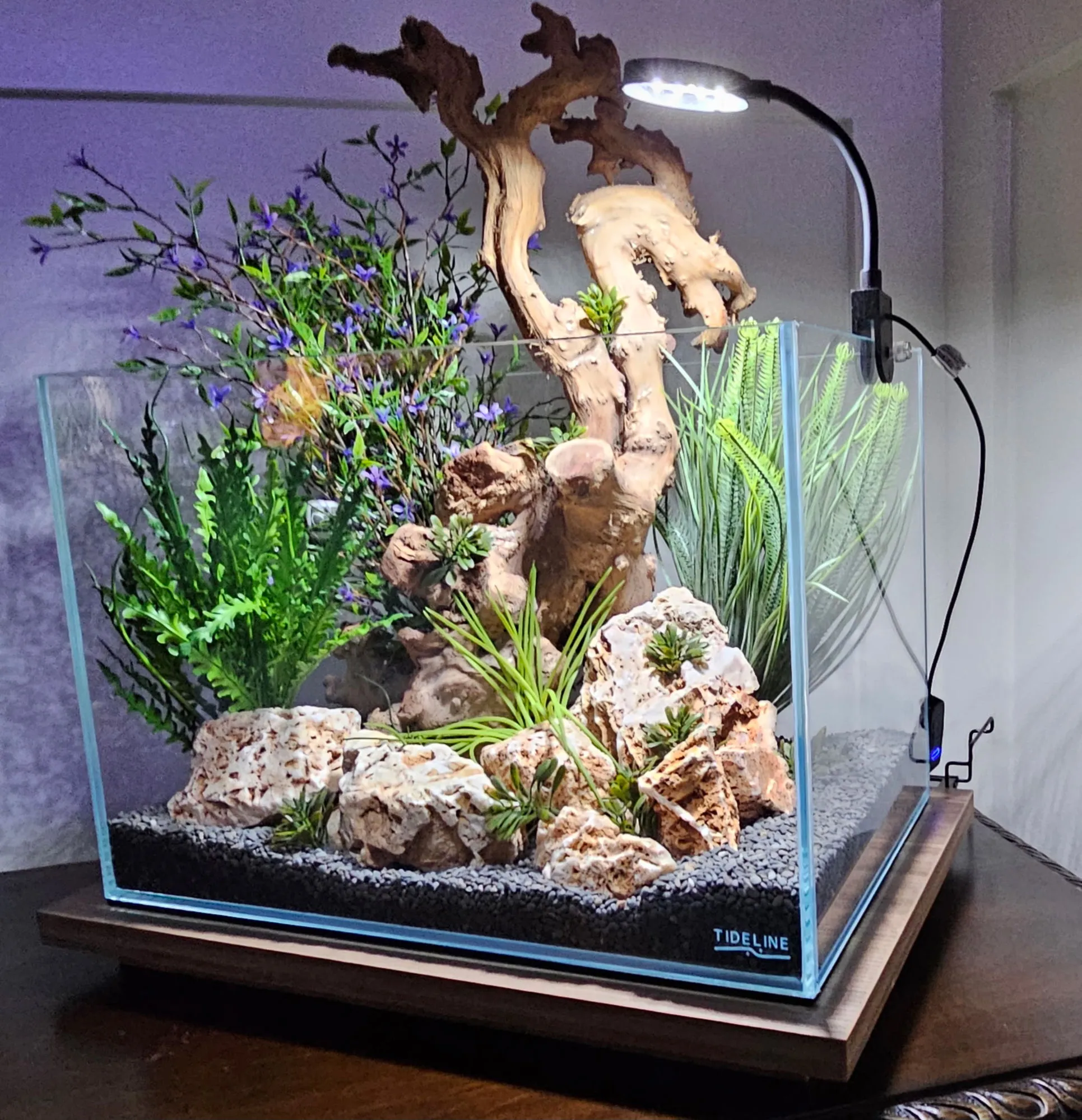 Custom nano cube aquarium by Double Vision Aquatics — rimless glass cube with spider wood, stone, and silk plants on a wood display base