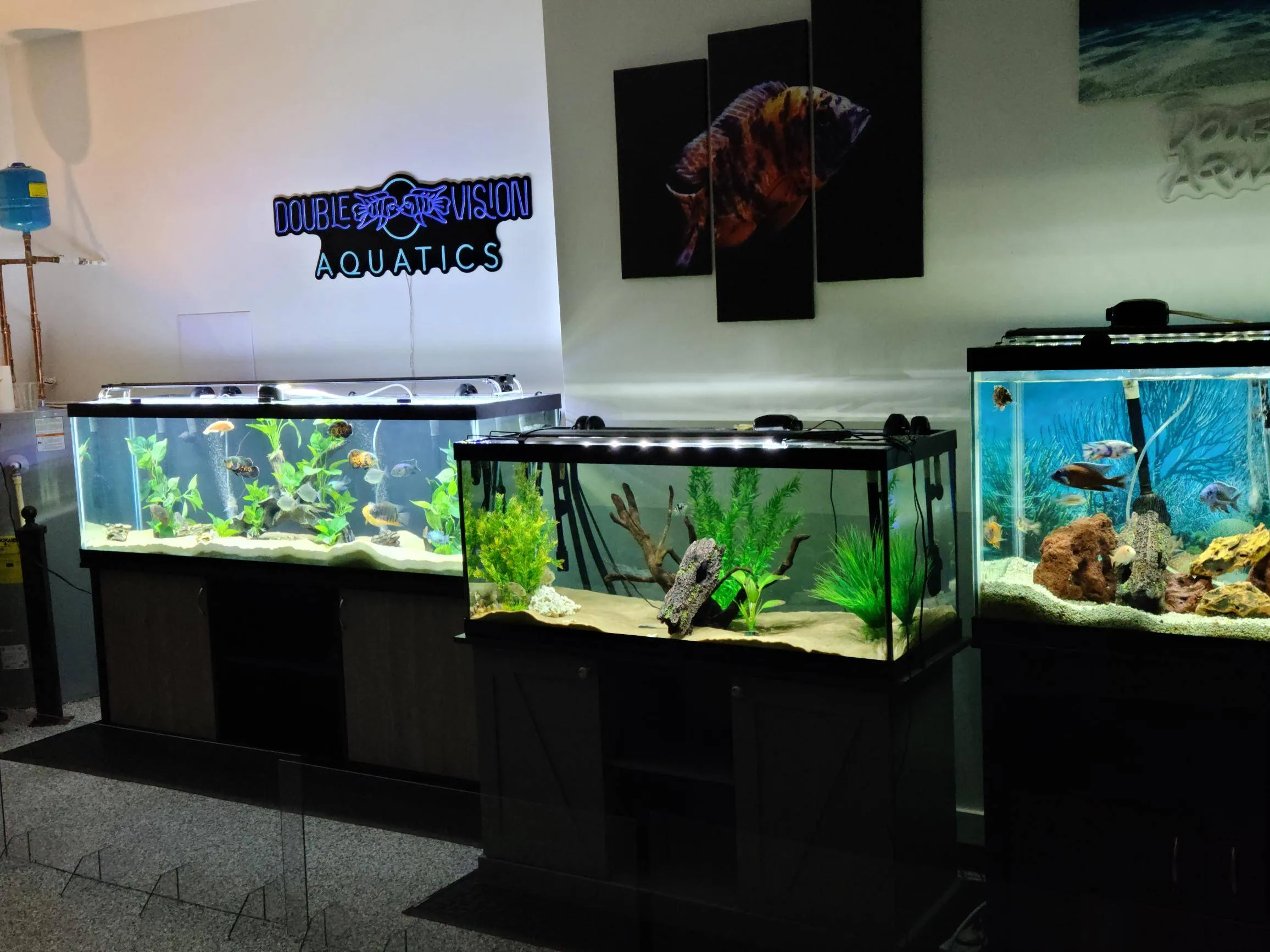 Double Vision Aquatics neon sign above three custom display tanks in the McCalla showroom