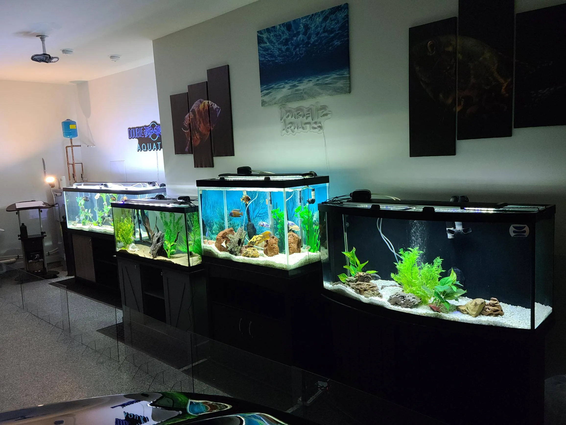 Wide view of the Double Vision Aquatics showroom with a row of planted and cichlid display tanks