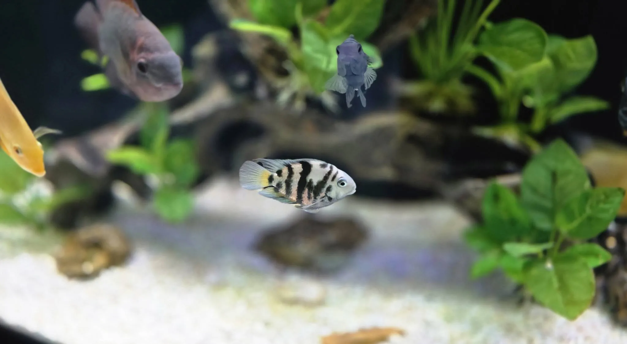 Parrot cichlid swimming in a planted aquarium maintained by Double Vision Aquatics