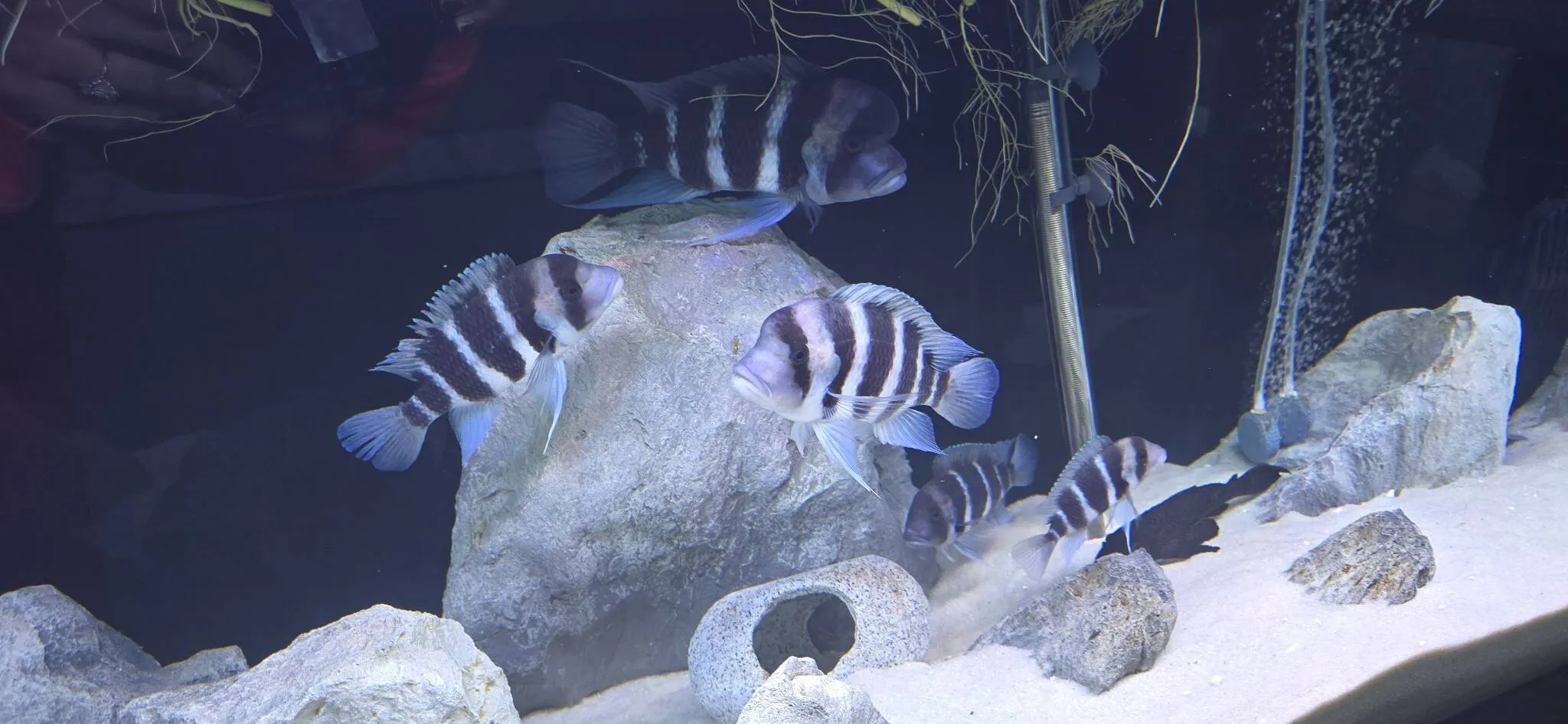 Group of frontosa cichlids around rock work over white sand in a Double Vision Aquatics tank