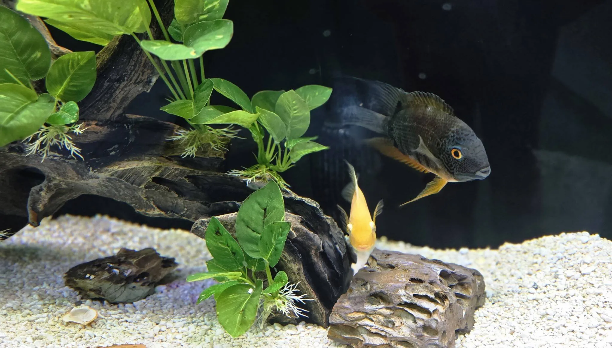 Cichlids over driftwood and anubias plants in a Double Vision Aquatics display aquarium