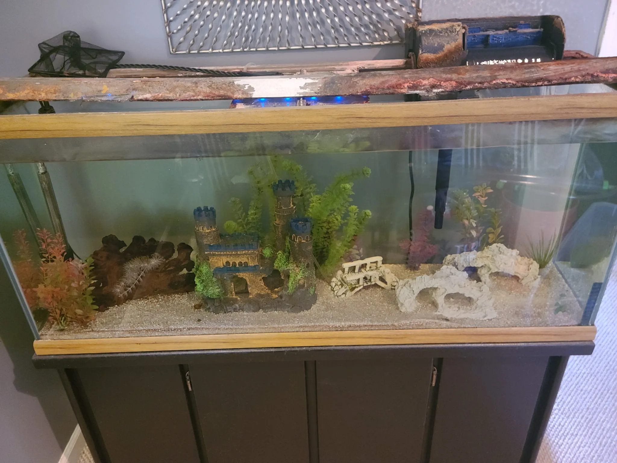 Before restoration — aging aquarium with a corroded hood, cloudy water, and algae-dulled decor