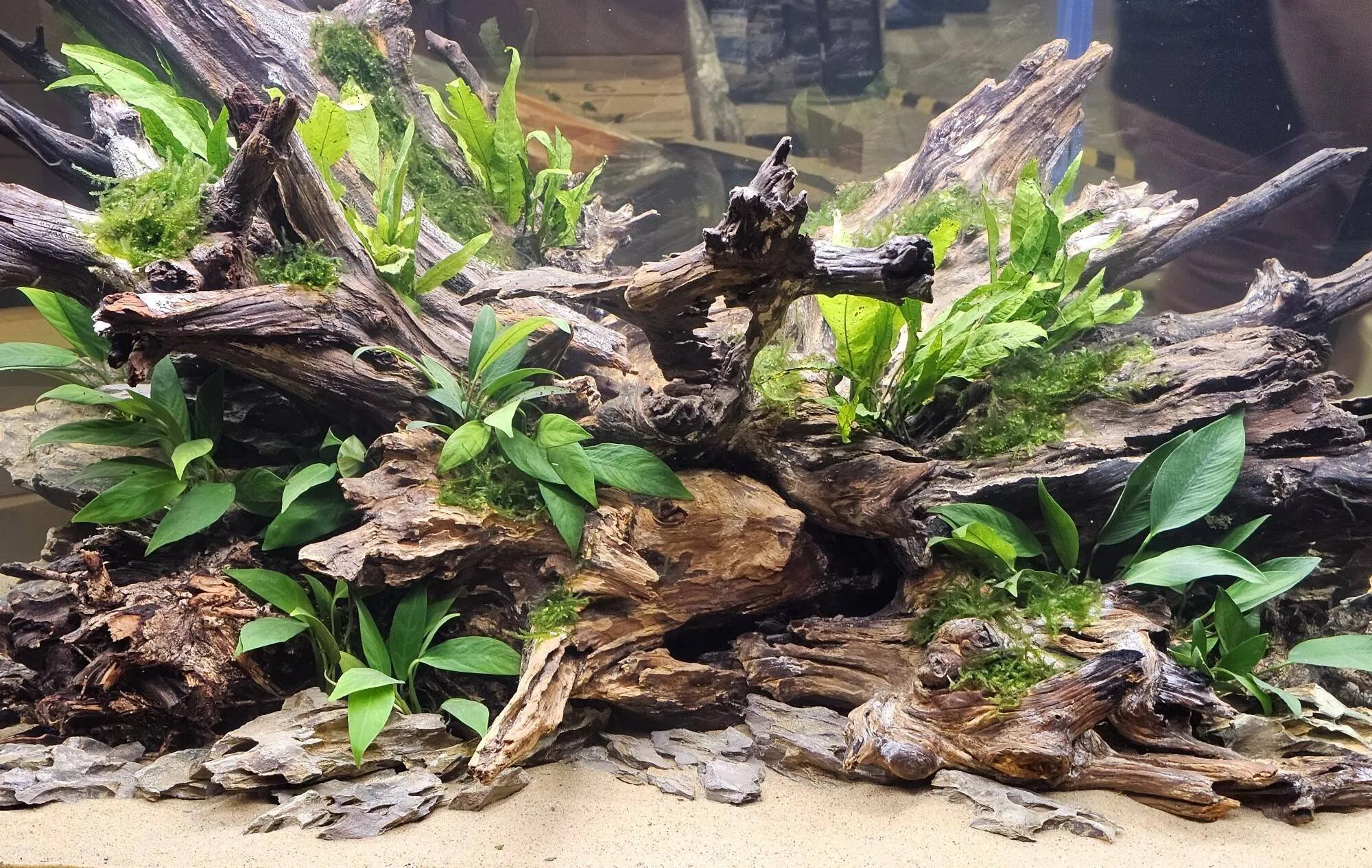 Driftwood aquascape by Double Vision Aquatics with java fern, anubias, and moss over layered stone and sand