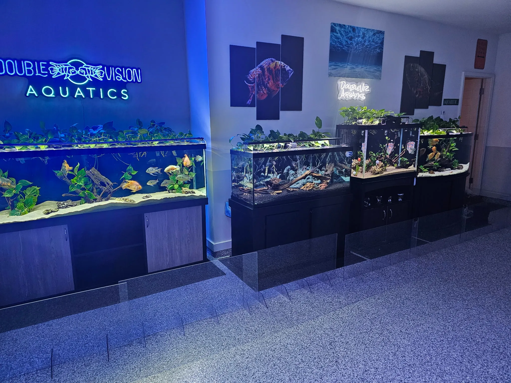 Row of planted freshwater display aquariums running beneath the neon sign in the Double Vision Aquatics showroom